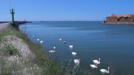 group of mute swans swimming in harbour channel at port of liepaja in sunny summer day, wide shot with harbour pier