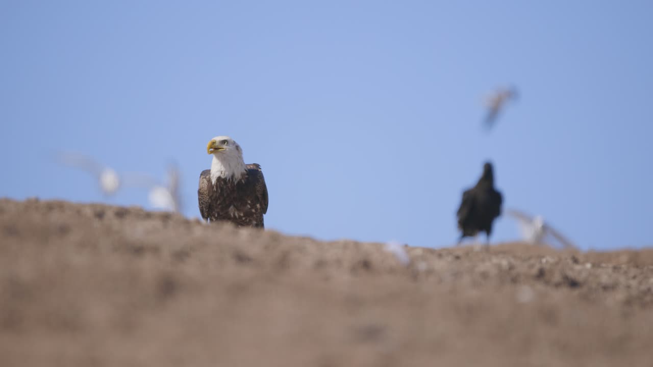 Bald Eagle and Raven on a Hilltop