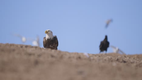 bald eagle and raven on a hilltop