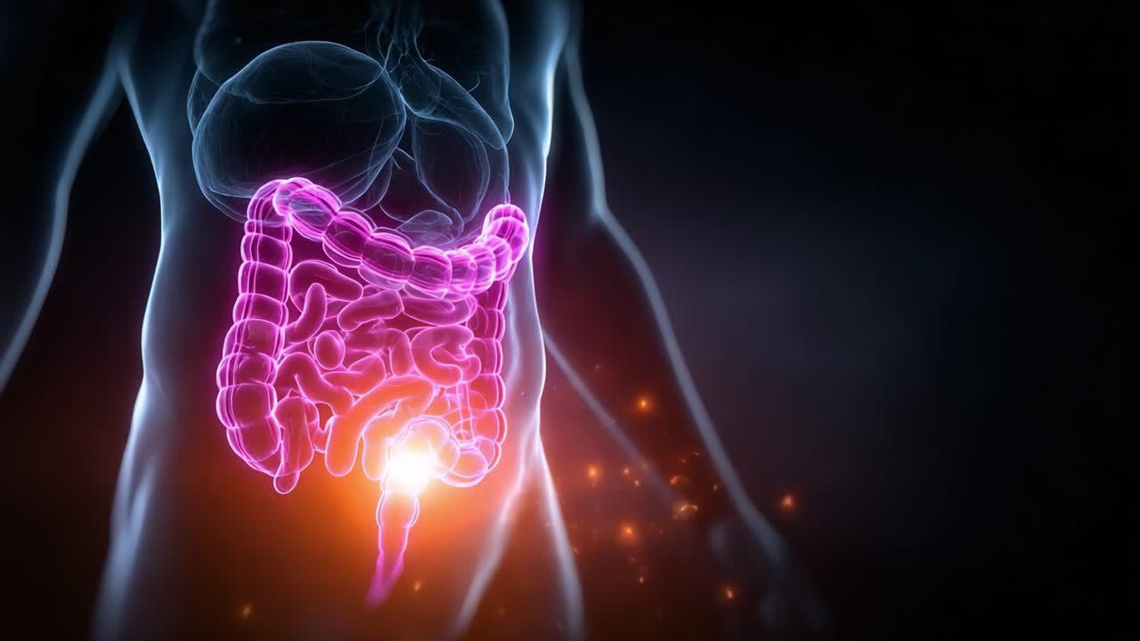 Detailed Visualization of the Human Digestive System: A Glowing Representation of Intestinal Anatomy in Various Stages of Functionality and Movement