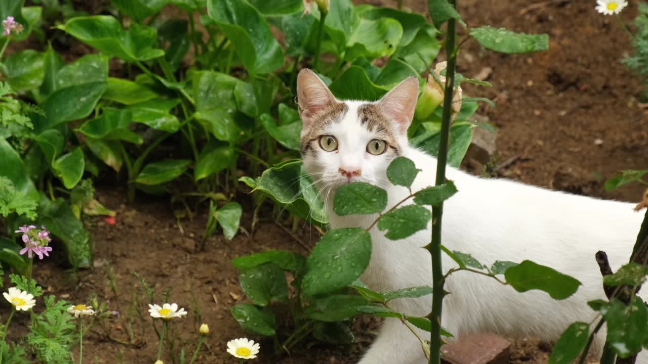 고양이는 정원에서 고 잠시 동안 카메라를 직접 바라보고 있습니다.