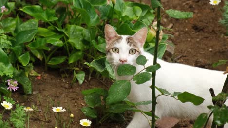 white cat is walking in a garden and looking directly at the camera for a while