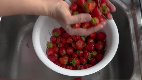 hands rinse fresh ripe strawberries under running water in kitchen sink, pour into colander