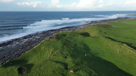 Toma-Aérea-Desde-Una-Plataforma-Rodante-Que-Muestra-Animales-De-Granja-Pastando-En-La-Costa-De-Doolin.