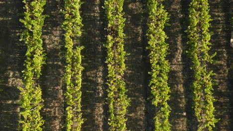 narrow rows of vineyards growing in the field on a sunny day in summer in plettenberg bay, south africa