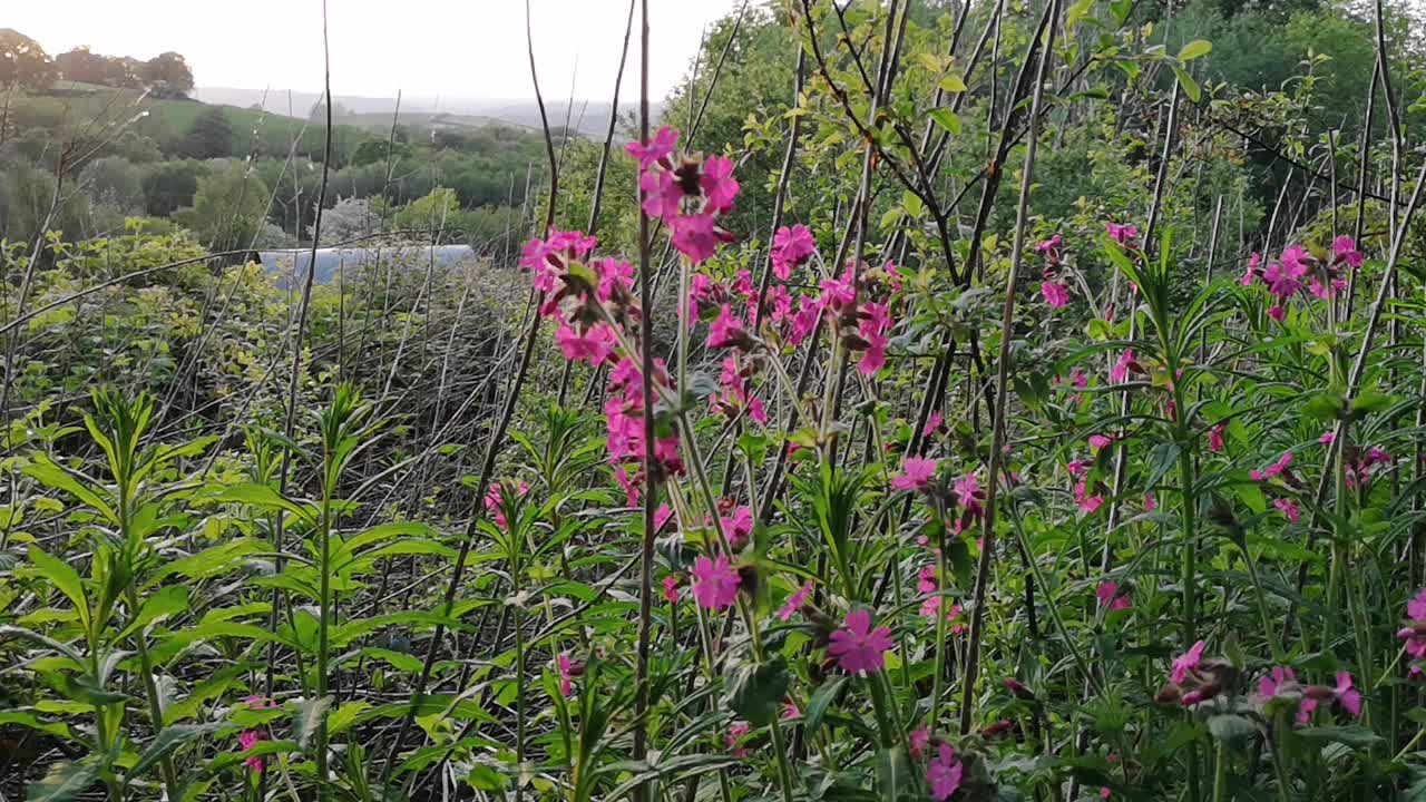 flores rosas y follaje verde frente al valle al atardecer, estático