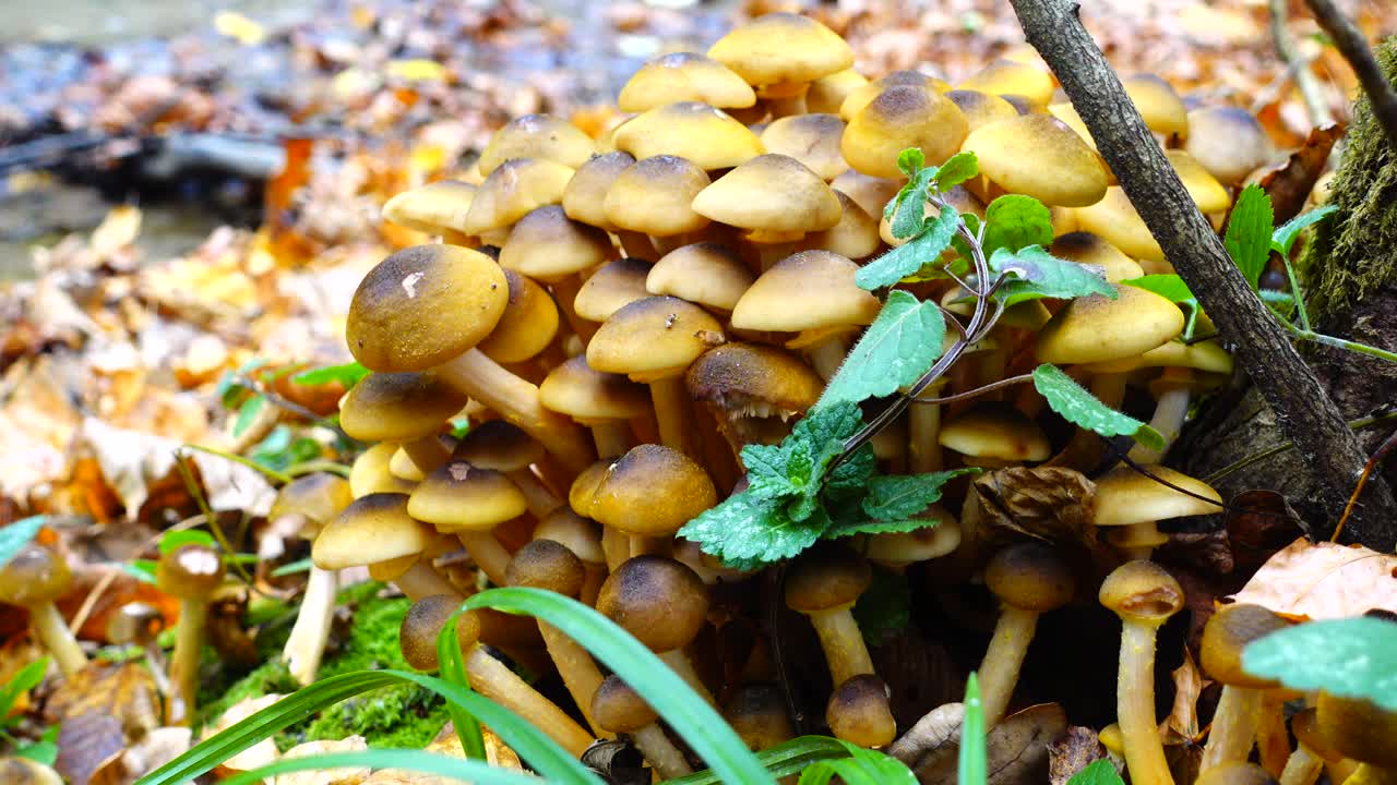 Jamur Madu di Hutan Musim Gugur