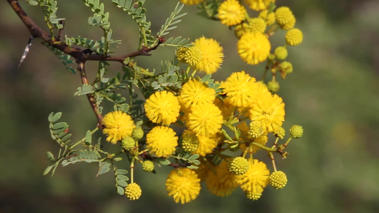 Akacje rosnące na Pustyni Kalahari