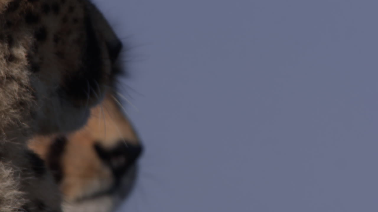 Close-up Profile of a Cheetah's Face Against Blue Sky