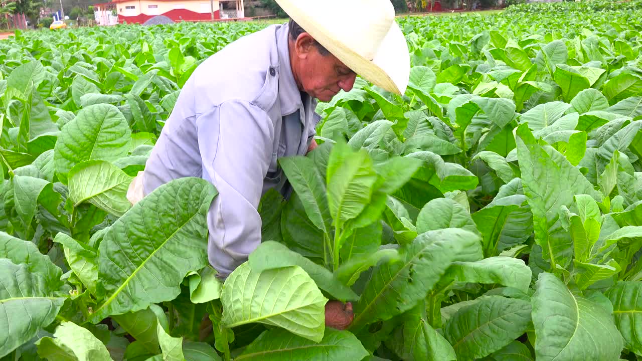un agricultor de tabaco trabaja en los campos cerca de viñales cuba 1