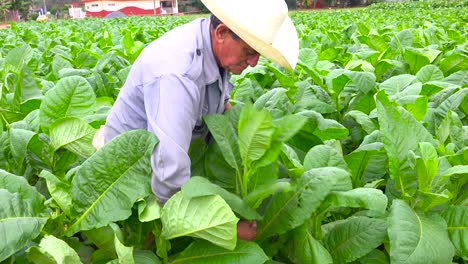 一名烟草种植者在vinales cuba 1附近的田野工作