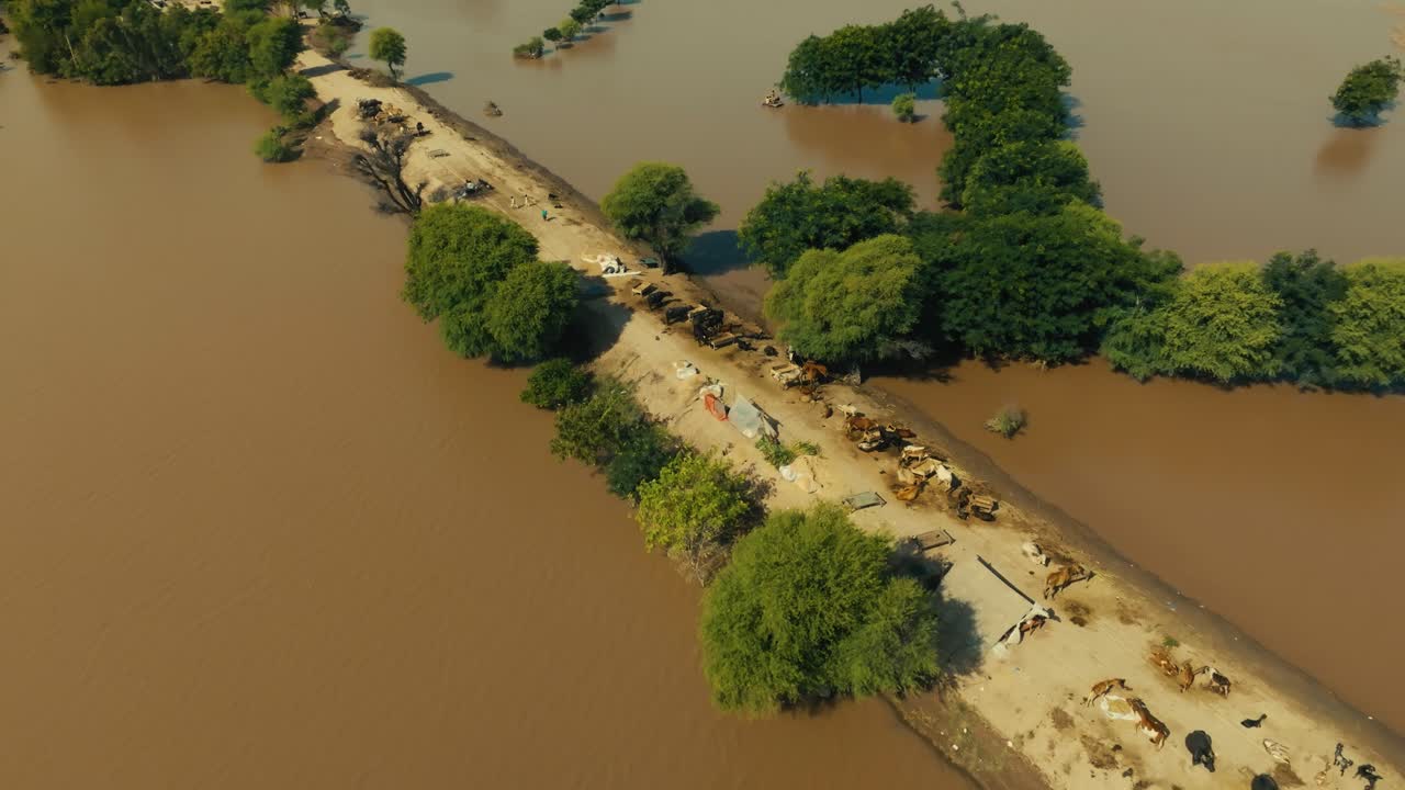 Aerial zoom-out of livestock taking refuge on high ground during a flood