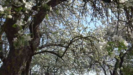 A fruit tree is a tree which bears fruit that is consumed or used by humans and some animals