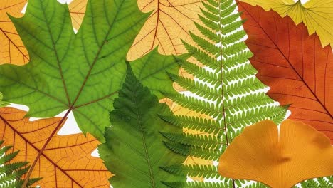 a stunning collection of autumn leaves showcasing nature's vibrant colors, textures, and varieties in a serene natural arrangement