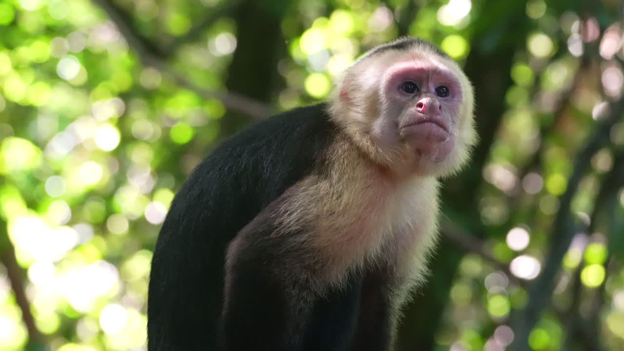 pequeño retrato de mono aullador en la reserva natural de san antonio, costa rica