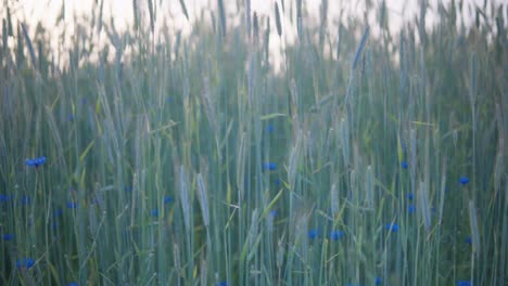 Flores-Azules-En-El-Campo-En-El-Cereal