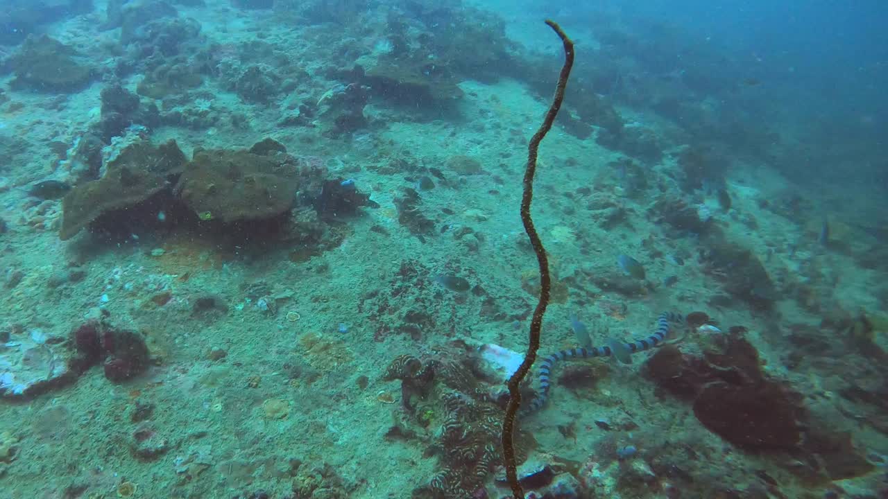 Banded sea snake swims down coral reef pinnacle. An eerie dive site