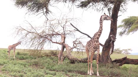 giraffes grazing by trees on a green plain under a cloudy sky in crescent island safari, kenya