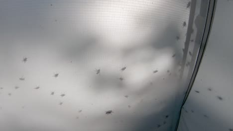 flies swarm on a tent wall near sunset, close up in 4k