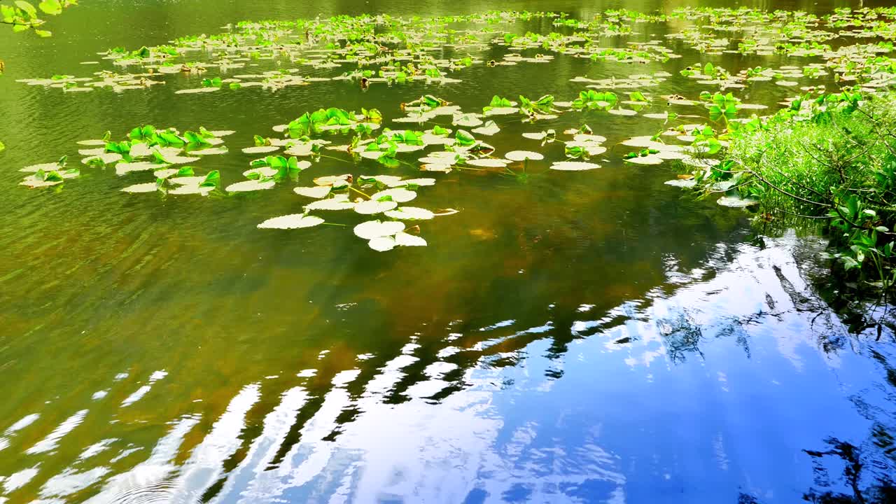 穏やかなさざ波が反射する池の水、湖の青い自然の要素