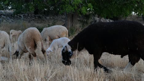 campo de pastoreo de ovejas