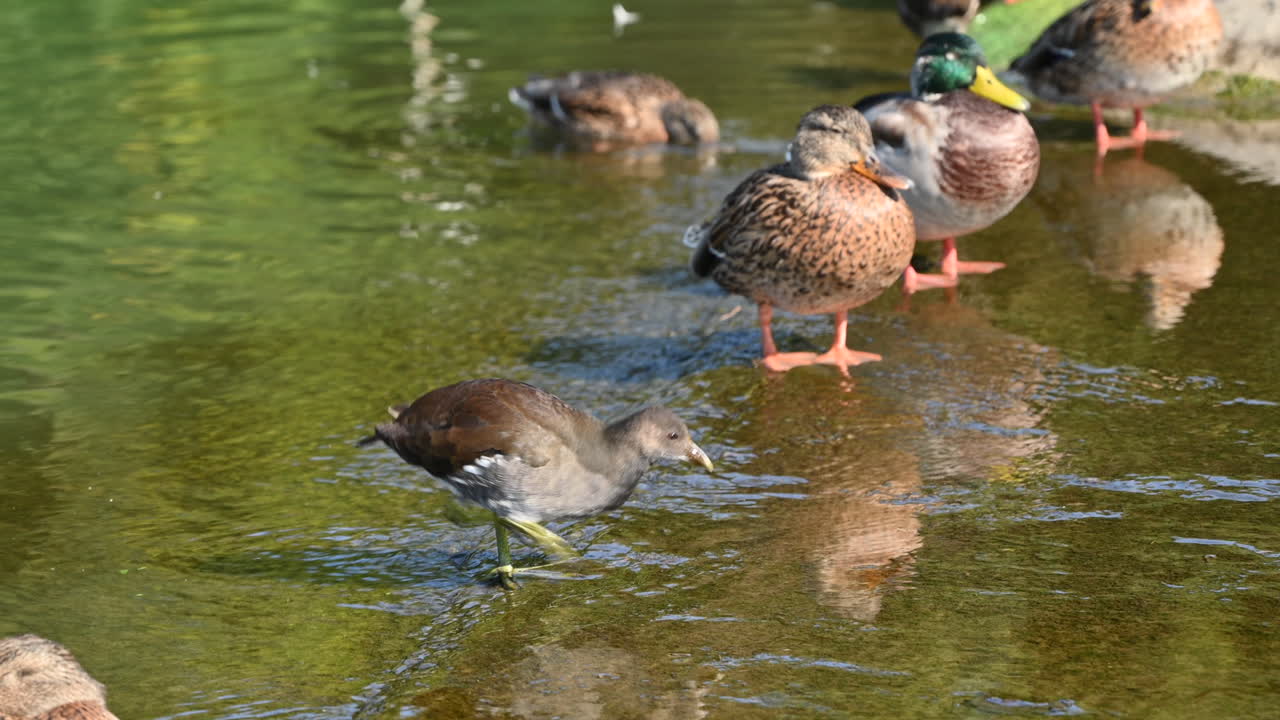 Partridge bird and wild ducks resting on a pond