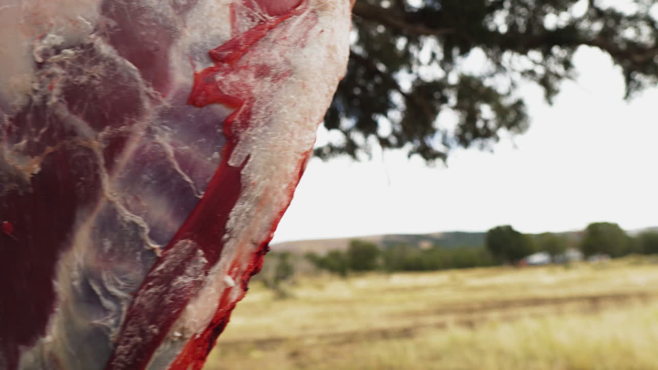 Close-up of a swinging skinned deer carcass.