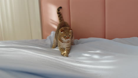 a scottish fold cat on a bed