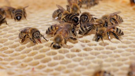 honey bees working on honeycomb close-up shot. bees are best known to humans for their ecological roles as pollinators