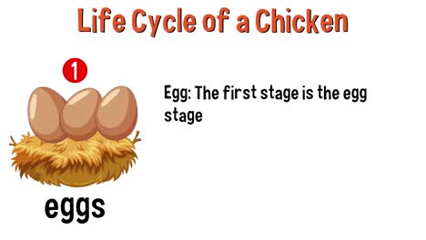 animación educativa de las etapas de crecimiento de un pollo