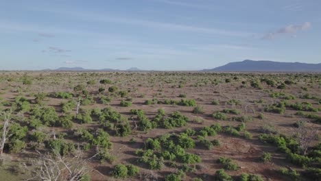 Aerial-drone-stock-footage-of-giraffe-in-Tsavo-National-park,-kenya