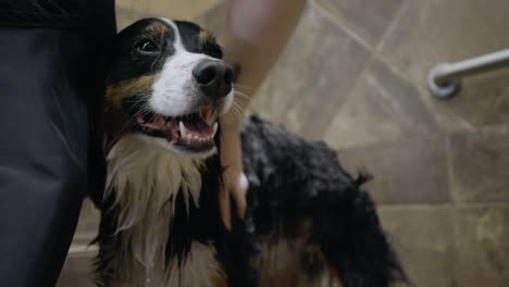 Un-Pastor-Australiano-Feliz-Y-Sonriente-Siendo-Enjabonado-Con-Champú-Para-Perros-Durante-Un-Baño