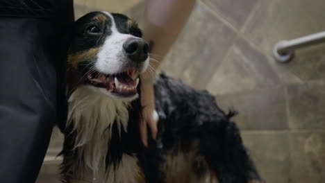 un pastor australiano feliz y sonriente siendo enjabonado con champú para perros durante un baño