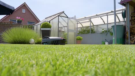 cordless robotic lawn mower cutting grass in the house garden in summer