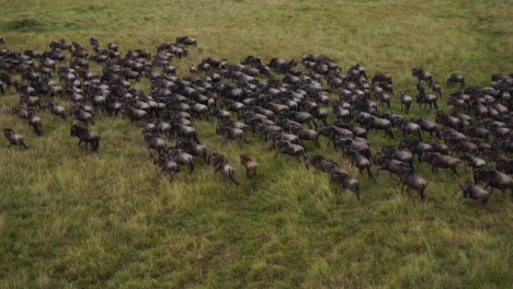herd of wildebeest from a hot-air balloon over masai mara, kenya, africa
