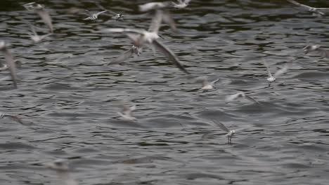 Seeschwalben-Und-Möwen,-Die-Nach-Nahrung-Suchen,-Sind-Wandernde-Seevögel-Nach-Thailand,-Die-Im-Kreis-Herumfliegen-Und-Abwechselnd-Nach-Nahrung-Suchen,-Die-Auf-Dem-Meer-Am-Kai-Des-Bangpu-freizeitzentrums-Schwimmt