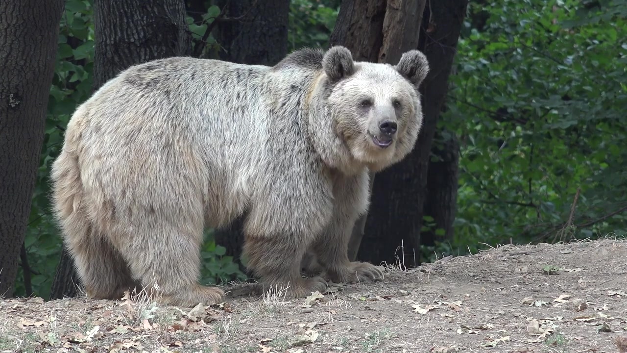 Grande orso bruno in piedi in una radura della foresta