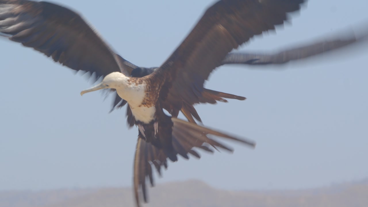 Frigatebird in direct flight toward lens with sky background Piura Peru, close up