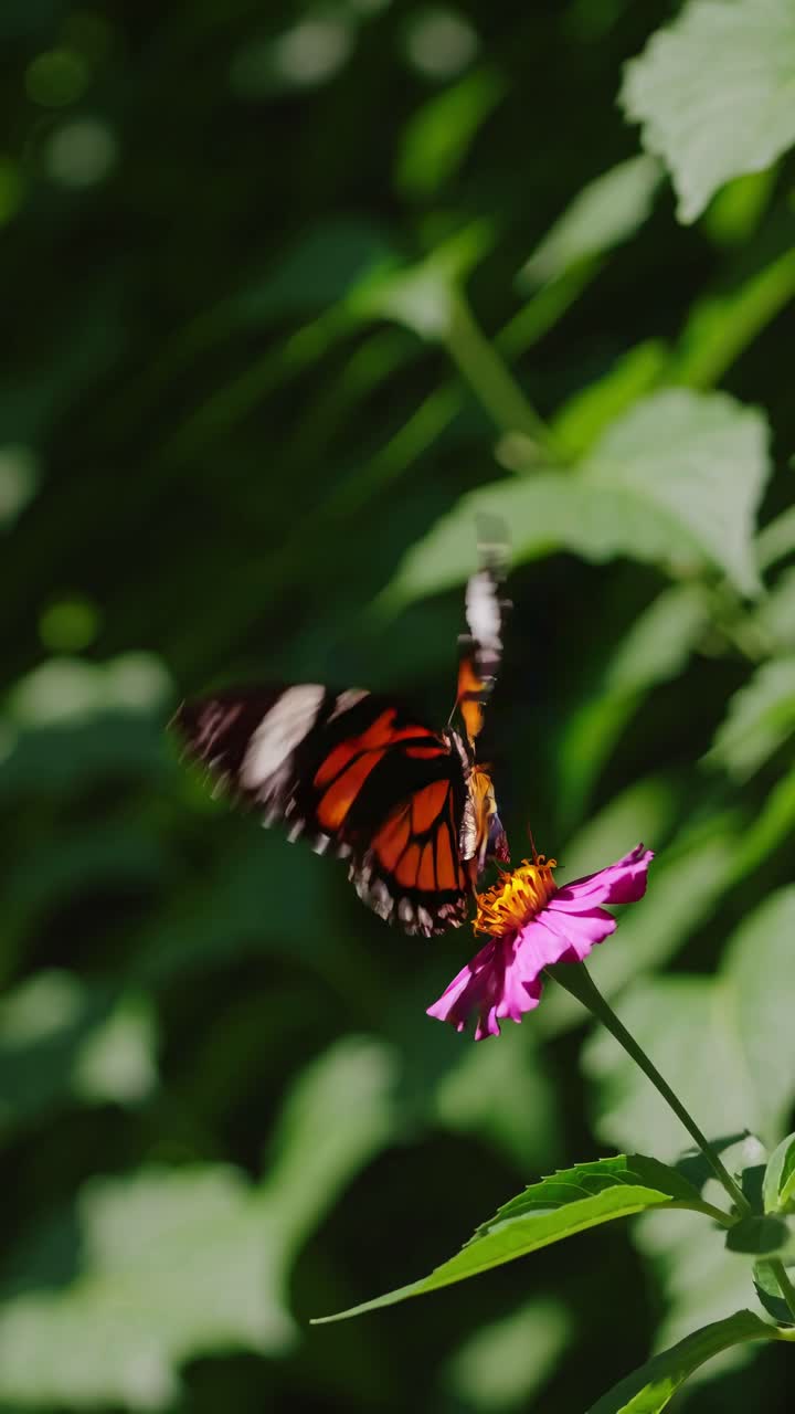 Close-up video concept of a vibrant butterfly on a pink flower, captured from a side angle