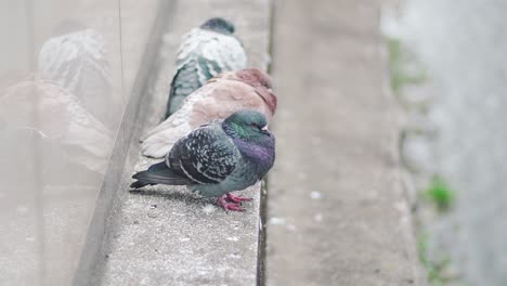 Algunas-Palomas-Coloridas-Descansando-Y-Sentadas-En-El-Terraplén-Del-Río-Kamogawa-En-Kyoto,-Japón