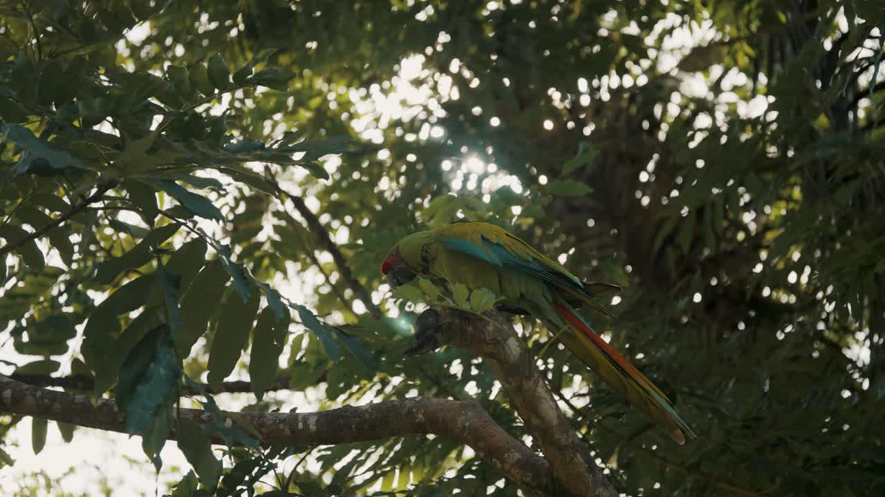 guacamayo verde bastante grande descansando en una rama contra la luz del sol brillando entre las hojas del árbol de la selva