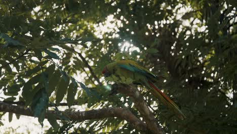 Guacamayo-Verde-Bastante-Grande-Descansando-En-Una-Rama-Contra-La-Luz-Del-Sol-Brillando-Entre-Las-Hojas-Del-árbol-De-La-Selva