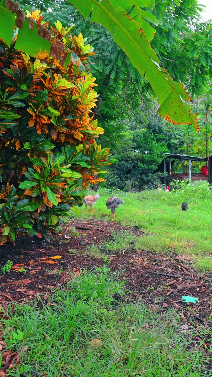 Ayam kampung di taman tropis dengan kroton. Seekor ayam mencari makan di taman rimbun dengan semak kroton berwarna-warni dan daun pisang di Pulau Isabela, Galapagos.