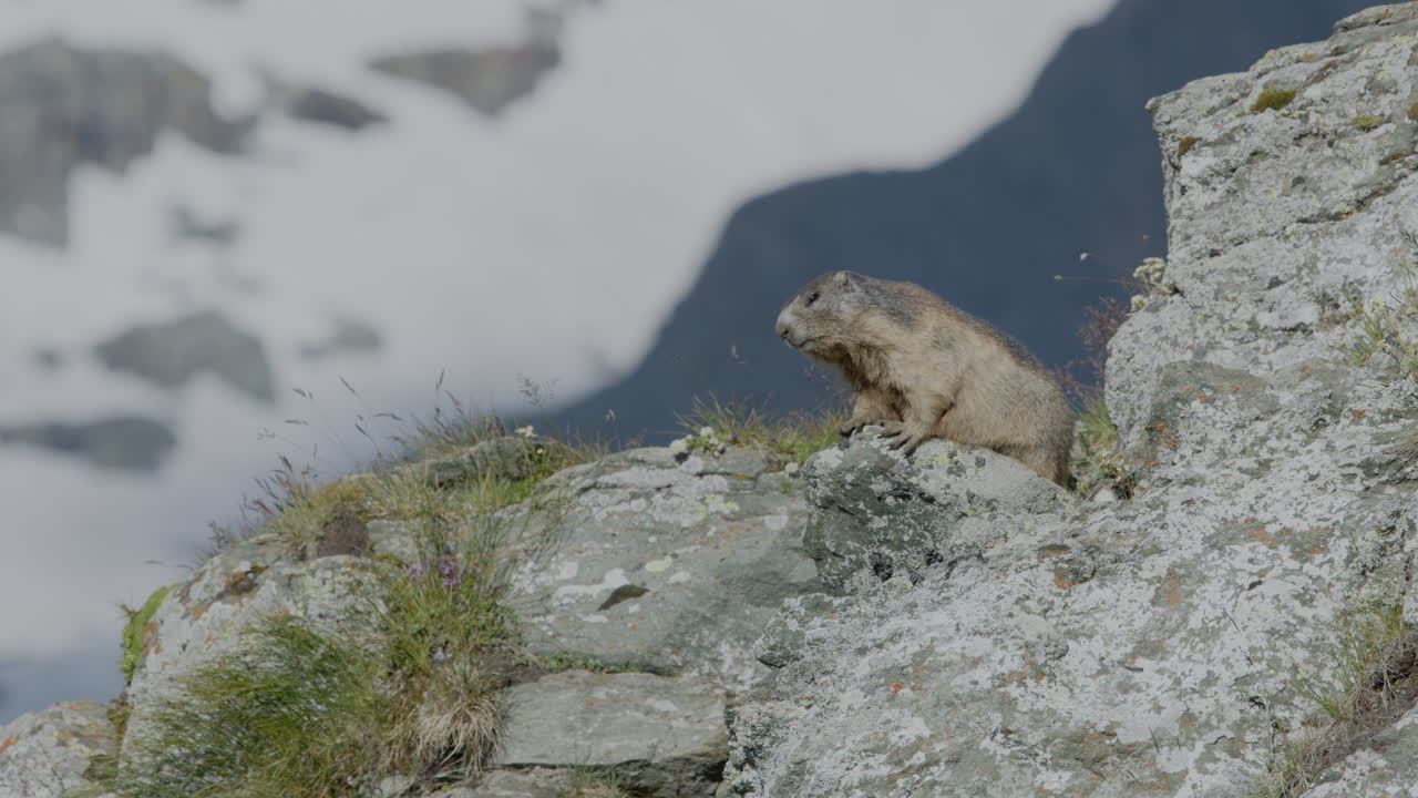 Marmot on the lookout on a rock.