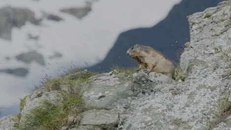 marmota en el puesto de observación en una roca.