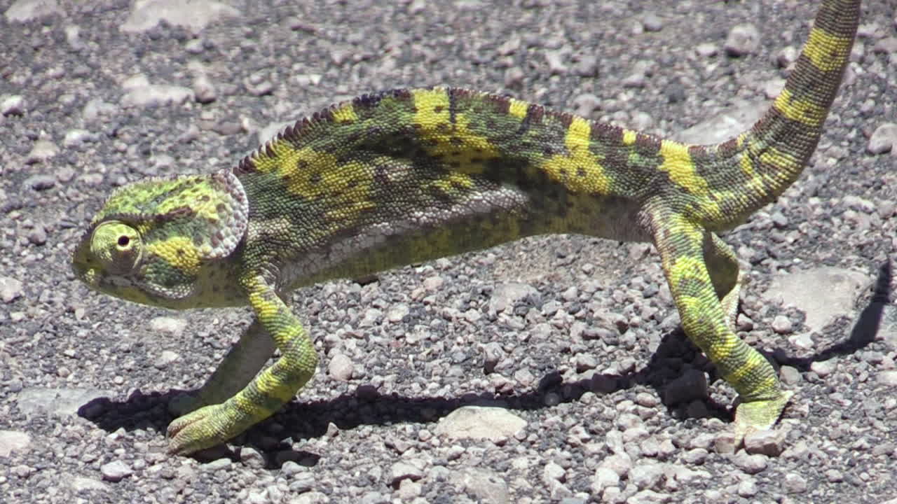 모래 바닥에 황록색 카멜레온