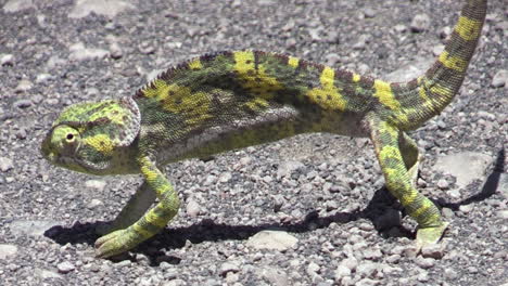 camaleón amarillo verdoso en suelo arenoso