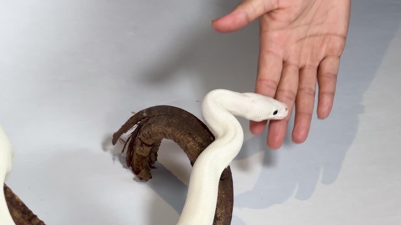 A white leucistic ball python moves across dark wood while a hand gently reaches out