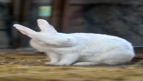 conejo blanco