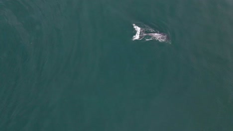 young humpback whale calf practicing diving and breathing in ocean, aerial view